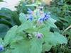 Borage (Borago officinalis)