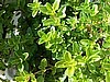 Thyme, Common.