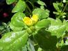 Tall Green Purslane