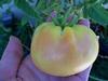 Great White Beefsteak Tomato Seeds