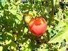 Henderson's Ponderosa Pink Tomato Seeds