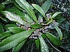 BayBerry (Myrica cerifera)