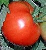 Tomato Brandywine, OTV