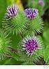 Burdock, Gobo - Blood Cleanser.