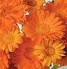 Calendula, Mixed