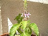 Tulsi Rama, Holy Basil - 