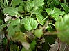 Mugwort (Artemisia vulgaris)