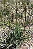 Plantago Ovata- Desert Indian Wheat-