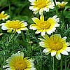 Chrysanthemum, Shungiku