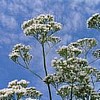 Valerian, Official, Biodynamic uses.