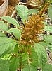 Amaranth, Golden Giant.