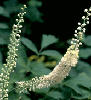 Black Cohosh  (Actaea racemosa)