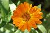 Calendula, English Marigo