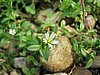 Chickweed (Stellaria pubera)