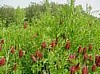 Crimson Clover-  Cover Crop.