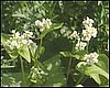 Buckwheat, Cover Crop 