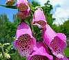 Foxglove, Digitalis Purpurea " Native Pink Foxglove"