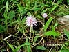 Gravel Root (Eupatorium purpureum) 