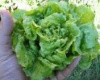 Biodynamic Victoria Lettuce.