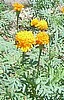 Mexican Marigold, Natural Weed Killer.