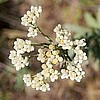 Pearly Everlasting.