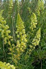 Dyers Weld - Reseda luteola