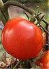 Thessaloniki  Tomato
