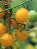 Yellow Currant Tomato