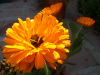 Calendula Solis Sponsa