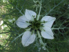 Black Seed (Nigella sativa)  Egypt