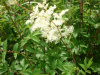 Meadowsweet