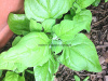 "New Zealand" Spinach.