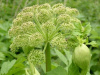 NEW! Angelica (Angelica archangelica) 