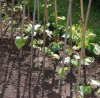 Biodynamic Black Turtle Soup Beans.