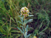  Clover, Round Headed Bush.