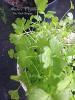 Leaf Celery (A. graveolens variety secalinum) 