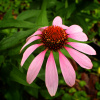 Echinacea Angustifolia.