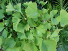 Organic Ginkgo Biloba Seed.