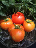 Homestead 24 Tomato Seeds