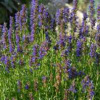 Hyssop - The Holy Herb.