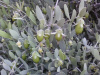 NEW! Jojoba Seed.