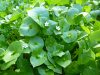 Miner's Lettuce. 