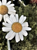 Certified Pyrethrum (Tanacetum cinerariifolium)