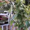 Rattlesnake Pole Bean -  Heavy Producer.