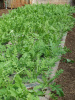 NEW!  Arugula, Roquette - My English Favourite. 