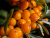 NEW! Wild Sea Buckthorn (Hippophae Rhamnoides) Seeds