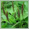 Greater Plantain (Plantago major)