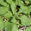 Wild Lettuce (Lactuca virosa)