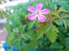 Herb Robert.