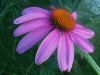 Echinacea Purpurea 